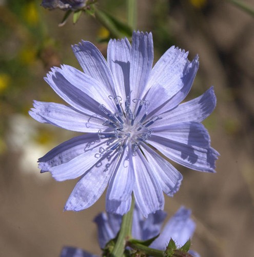 Wegwarte cichorium intybus - wegwarte,