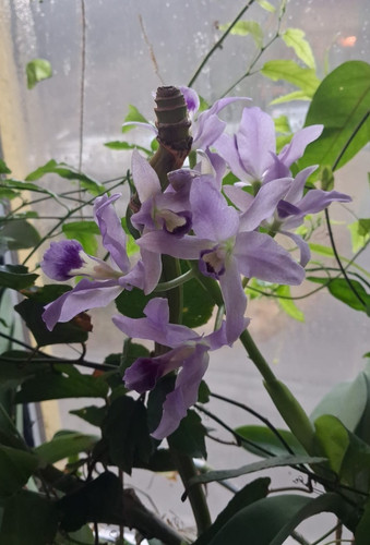 Cattleya bowringiana var