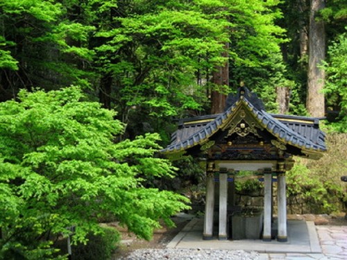 Japanische zeder cryptomeria - japanische,