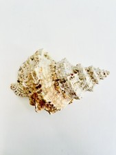 Pro Natürliche Groß Riesenmuschel Trompete echte Muschel Meeresschnecke 13-16CM