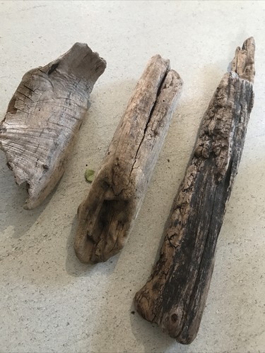 Treibholz schwemmholz holz - treibholz,