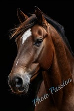 A4 Wildpferd Elegant Portrait