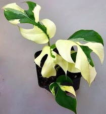 Rhaphidophora tetrasperma - rhaphidophora,