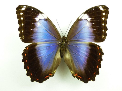 Morpho helenor ssp - ., violaceus
