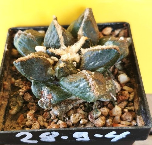 Ariocarpus spec auf eigenen - ariocarpus,