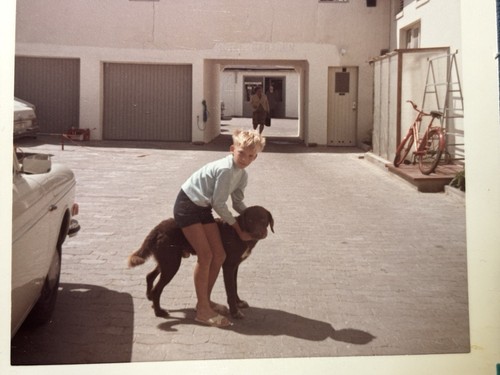 Foto junge große hund - foto,