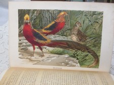 1900 Brehms Tierleben  VÖGEL