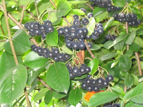 Schwarze apfelbeere aronia - apfelbeere,