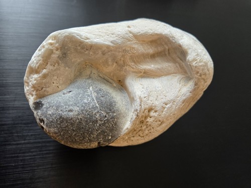 Versteinerung - , (fossil)