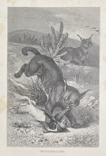 Original graphic fauna desert - original, fauna: