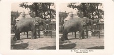 847960) Stereo Foto Zoologischer Garten / Zoo Berlin indischer Elefant 
