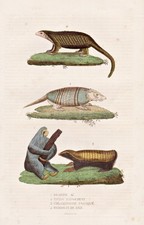 Faultiere sloths Armadillo