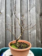 Pre Bonsai französischer Ahorn Felsenahorn Acer Monspessulanum