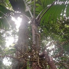 Celebes palm (Pinanga celebica) - 1 germinated seed