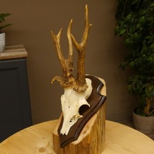 Rehgeweih abnormes Reh Gehörn