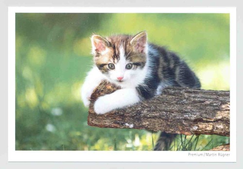 Postkarte katze alles - ak,
