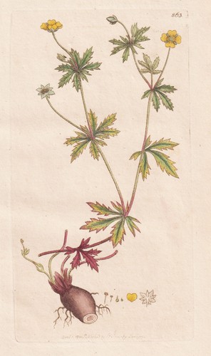Tormentilla officinalis