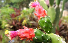 Feigenkaktus Samen Opuntia Freiland winterharte Kakteen Exot 6 Samen 3€