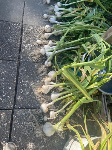 Elefantenknoblauch