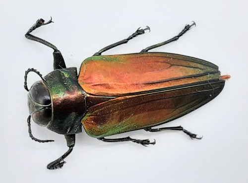 Buprestidae belionota sp - belionota,