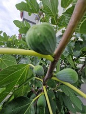 4 kräftige Feigenstecklinge, Stecklinge,aus Apulien, grosse Lila Früchte!!