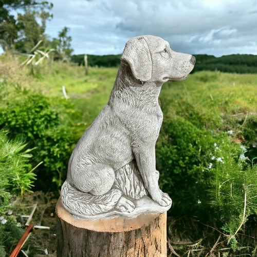 Großer labrador charly - labrador,