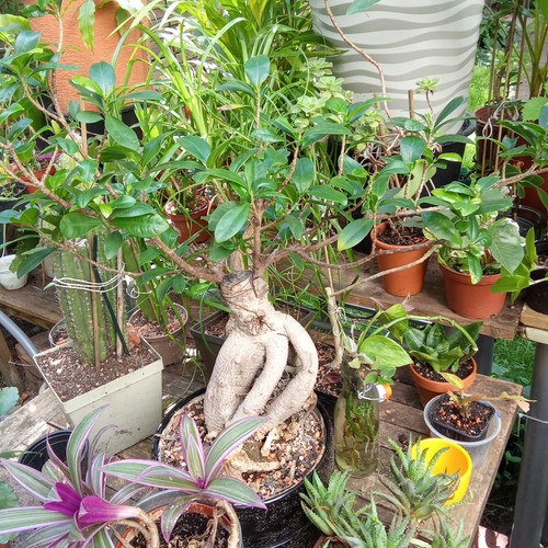 Ficus ginseng microcarpa - ginseng,