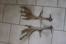 Abwurfstangen Damgeweih Geweihstangen Hirschhorn Hirschgeweih Damhirsch