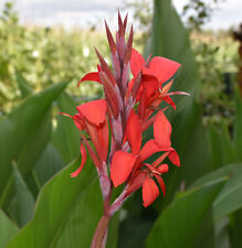 Sehr schöne rot blühende Canna (Knollen / Rhizome) +++ 1000 g +++