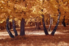 Vollspektrum-umgebautes Sony