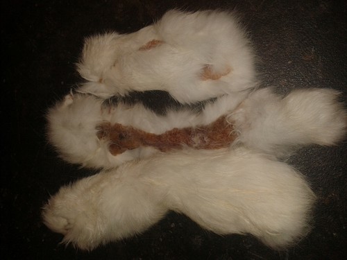 Kaninchen fellstreifen gute - kaninchen,