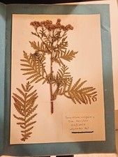 Herbarium Pflanzen & Kräuter 60er Jahre 100 Blätter mit Fundort und Name