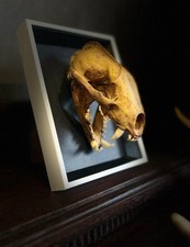 Wanddekoratin Dachsschädel auf Bilderrahmen Gothic Dekoration Deko Präparat