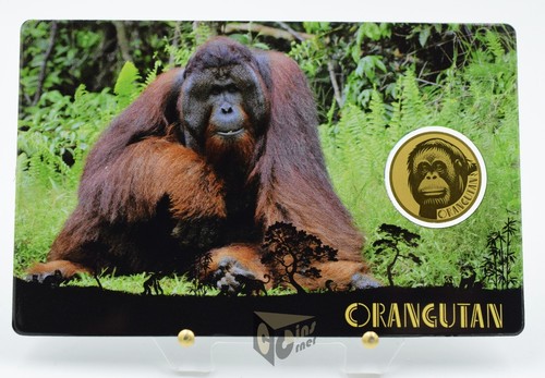 Orang utan asiens große - -, 5