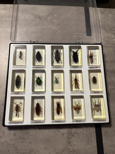 Mini biester sammlung - sammlung, mit