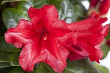 Rhododendron 'Scarlet Wonder'
