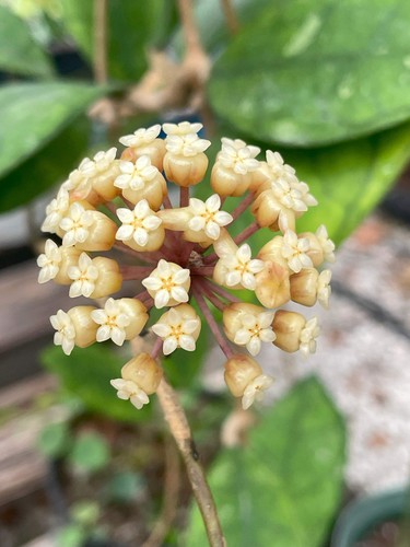 Hoya finlaysonii fully rooted - finlaysonii,