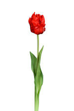 künstliche Tulpe 45cm rot real touch Kunstblumen Einzelblumen Fruehlingsdeko