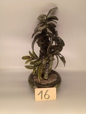 Edelstein Bonsai Jade Baum