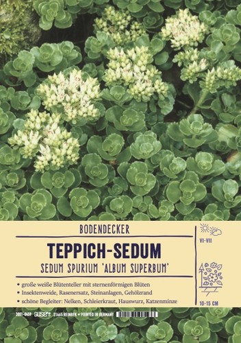 Sedum spurium album - sedum, "album