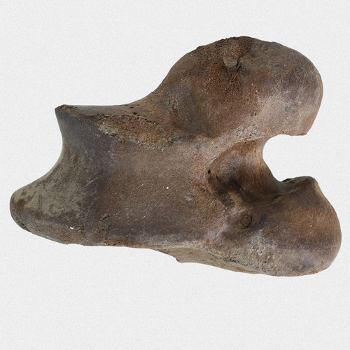 Fossil gelenkrolle - fossil,