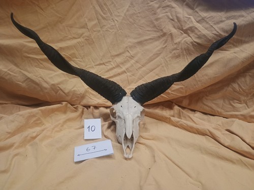 Zackelschaf gehörn horn - gehörn,,