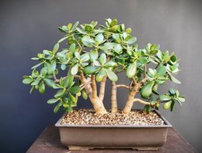 Alter Bonsai Geldbaum / Pfennigbaum 3 stämmig / crasulla ovata