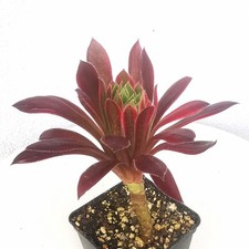 Aeonium Phoenix Flame