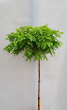 Urweltmammutbaum - Metasequoia Matthaie - Stämmchen Hochstamm 40 - 60 cm