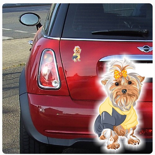 Yorkshire terrier auto - terrier,