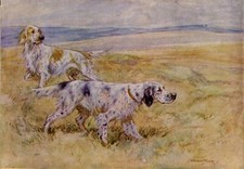 ENGLISH SETTER GUN DOG 1948