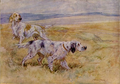 English setter gun dog 1948 - english,