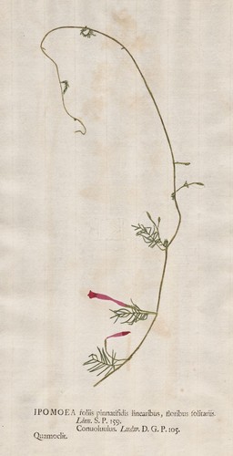 Ipomoea quamoclit winde - ipomoea,