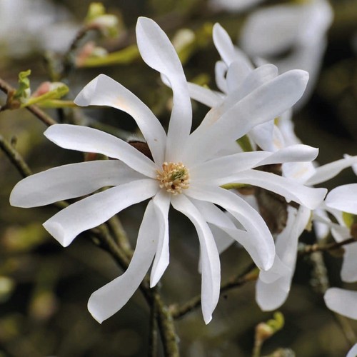 Magnolia stellata eine - stellata,